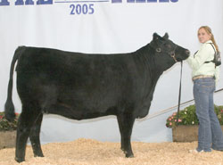 National Western Stock Show  Super ROV Angus Show – Overall